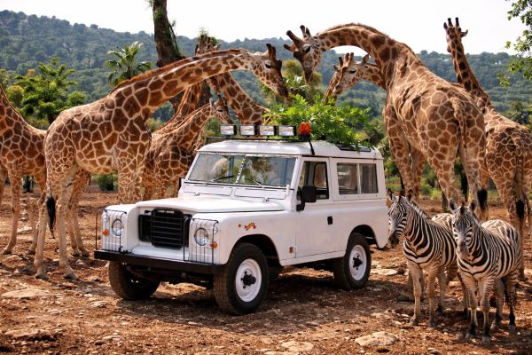 Зоосафари Фазаноландия, Италия