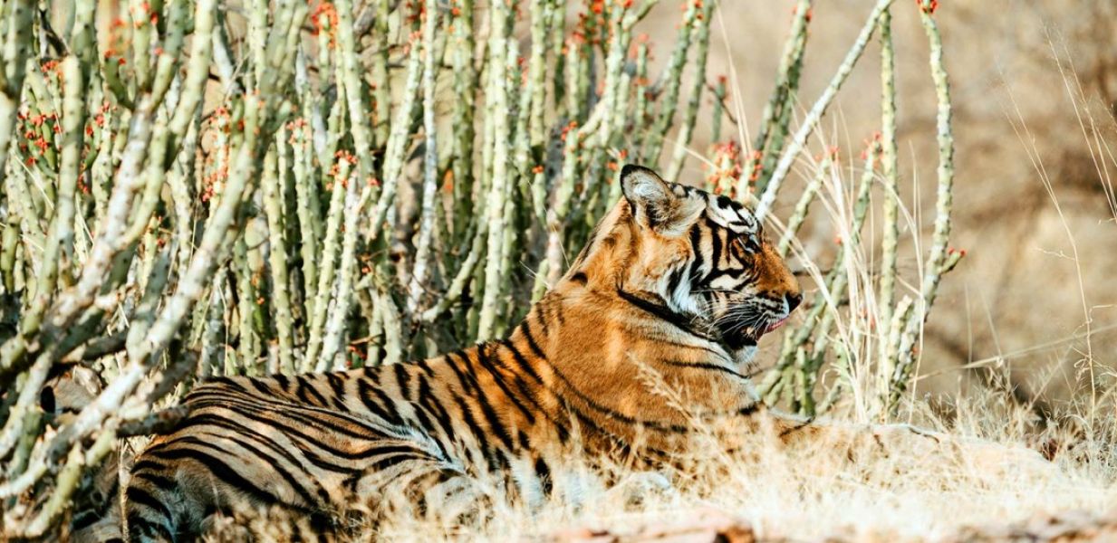 Индия - Златният триъгълник и сафари в джунглата