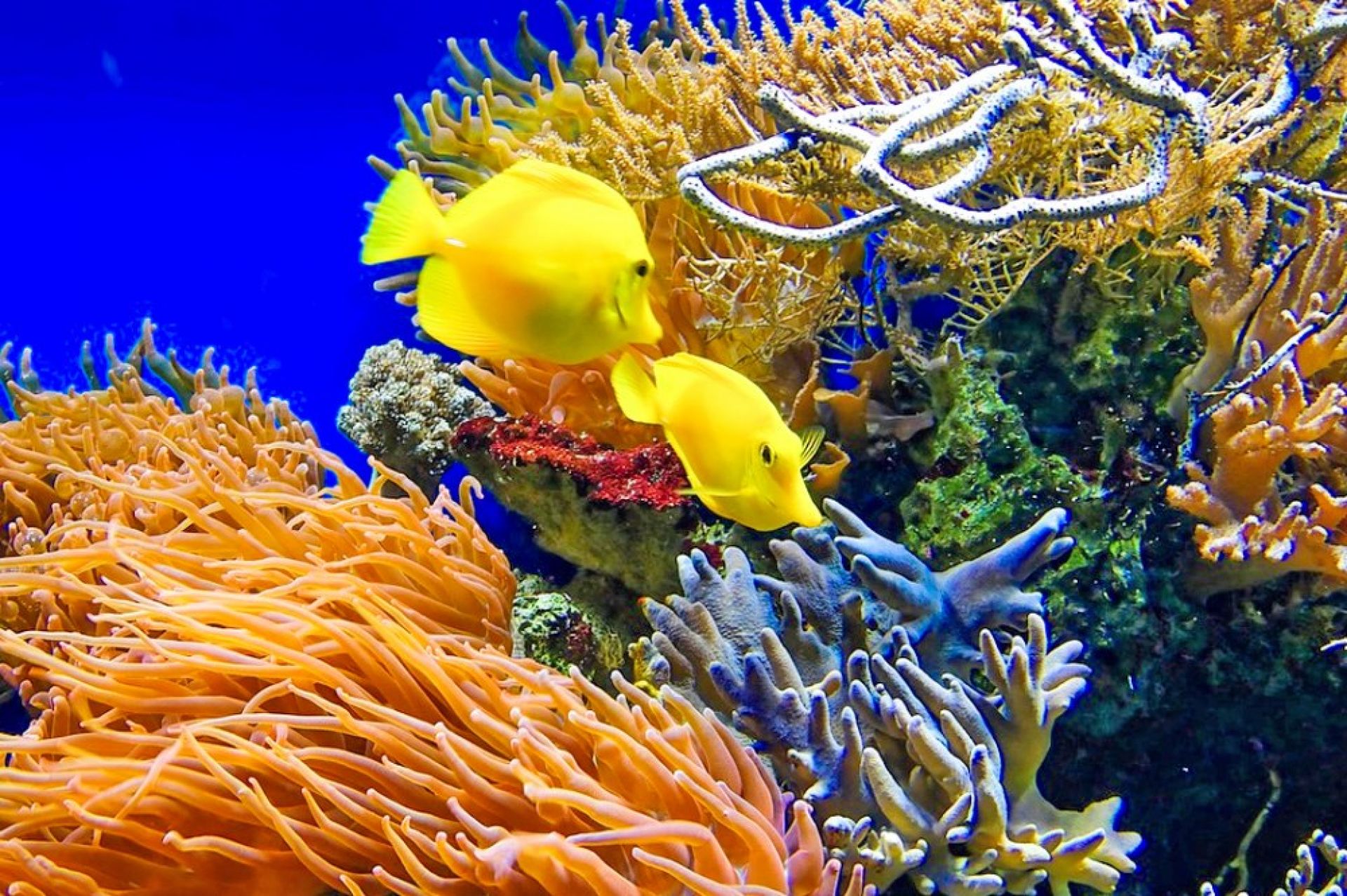 АВСТРАЛИЯ С ГОЛЕМИЯ БАРИЕРЕН РИФ, НОВА ЗЕЛАНДИЯ И ФРЕНСКА ПОЛИНЕЗИЯ -  12.02.2026, 23.02.2026, 17.11.2026