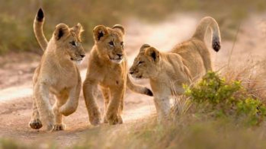 ЮАР, ЗИМБАБВЕ с водопада ВИКТОРИЯ, БОТСВАНА, НАМИБИЯ-07.04.2026 -МЪЖ ЗА КОМБИНАЦИЯ! ПОТВЪРДЕНА ГРУПА